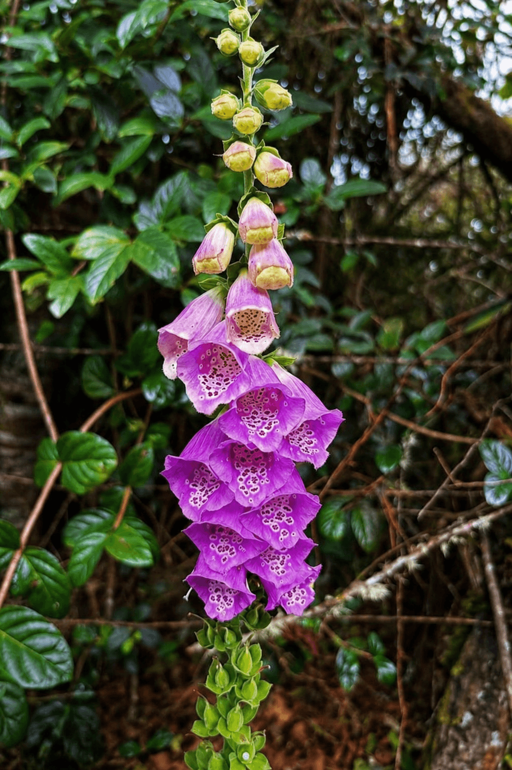 Flores La Calera